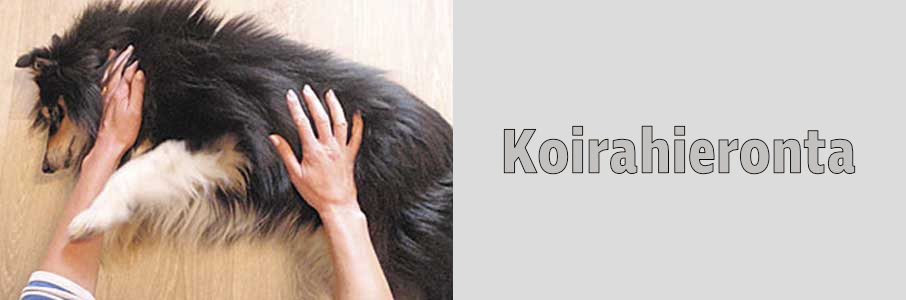 Koirahieronta